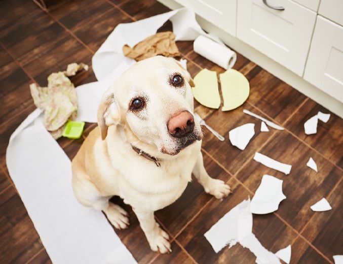 48628906 - naughty dog - lying dog in the middle of mess in the kitchen. 48628906 - naughty dog - lying dog in the middle of mess in the kitchen.