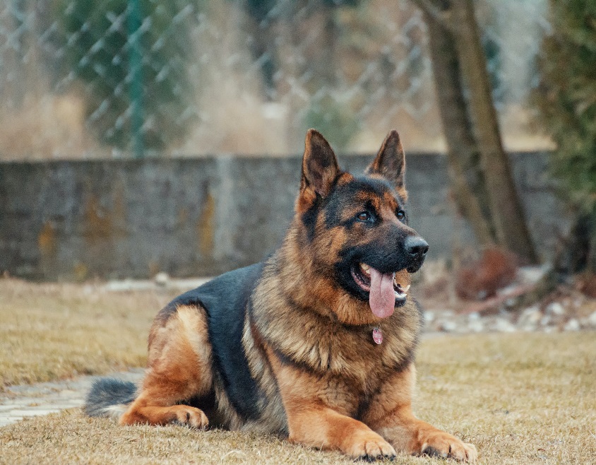 pexels-adam-kontor-333083